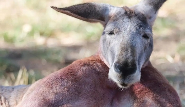 عکسی غمبار از عزاداری کانگوروی غمگین بر سر جنازه مادهاش