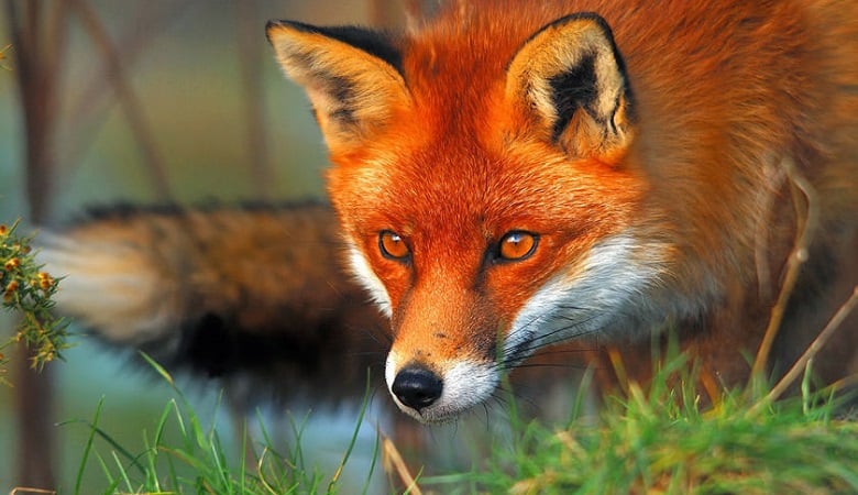 ویدئو/ زنی که میخواست ثواب کند کباب شد!