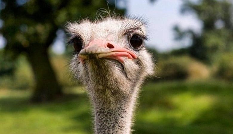 ویدئو/ این شترمرغ تصور میکند گورخر است!