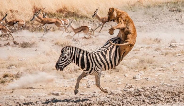 ویدئو/ نبردهایی که در آن گورخرها بر شیرها پیروز میشوند!