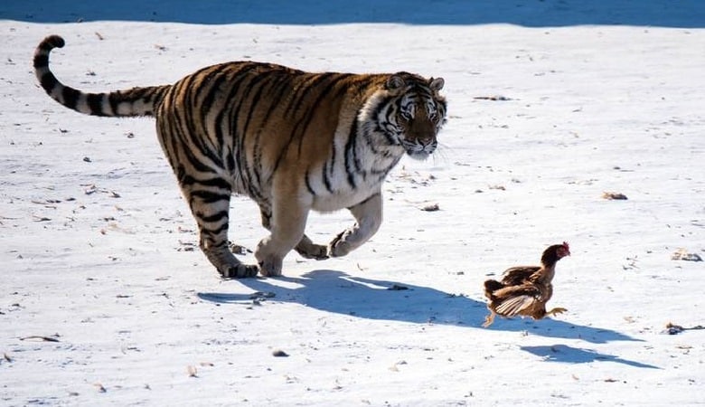 ویدئو/ تاثر بینندگان از قرار دادن مرغ زنده در قفس ببرها در یک باغ وحش
