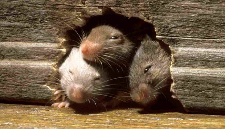 تصاویر/ فداکاری شگفتآور موش برای دوستش!