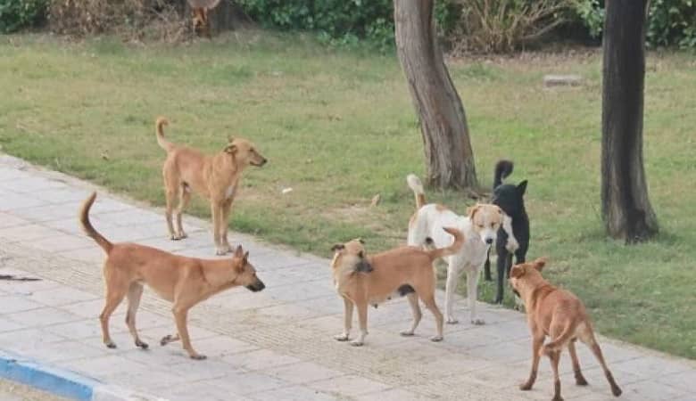 فیلم دلخراش از نوزادی که طعمه سگ ها شد!