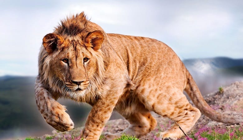 تصاویر اعجابانگیز از حیوانات دورگه که تا به حال ندیده اید!