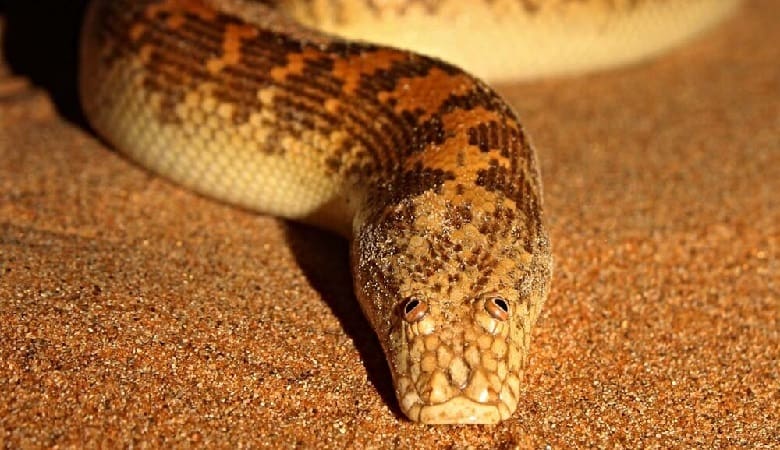 آیا میدانستید بوآی ایرانی جزو خطرناکترین مارهای دنیا است؟!