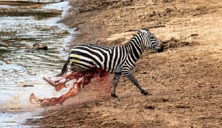 تصاویر دلخراش لحظهای که تمساح شکم گورخر درید