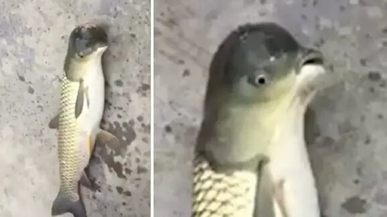 اتفاقی عجیب، یک ماهی با سر پرنده صید شد/ عکس