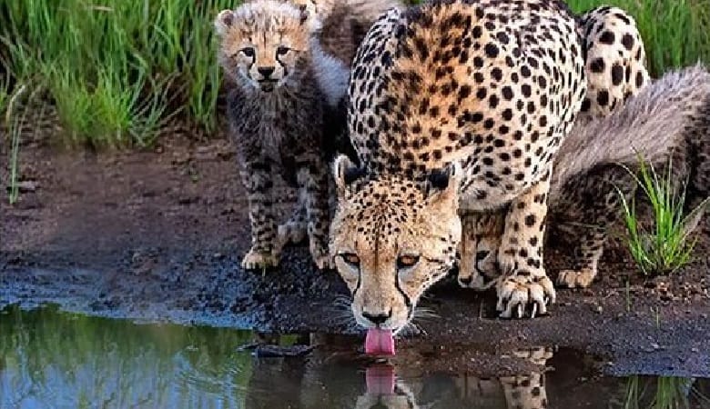 ویدئو/ جلوگیری فیل قلدر از آب خوردن یوزپلنگهای تشنه!