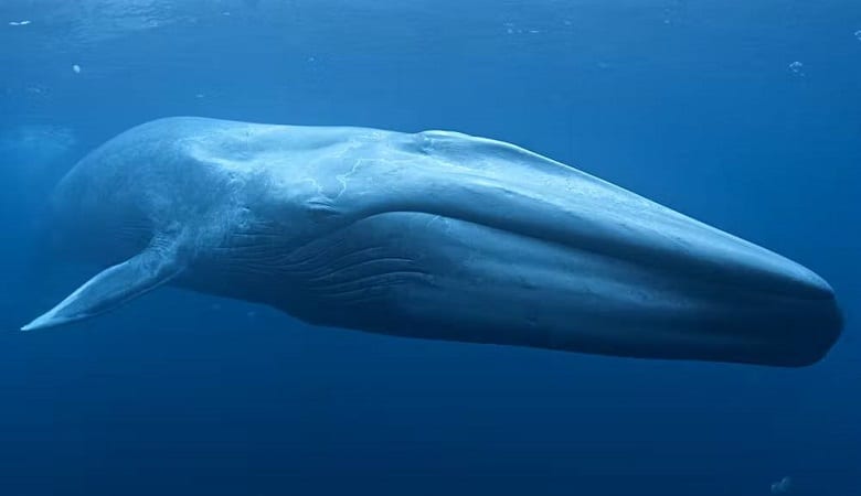 ویدئوی ناراحت کننده از منفجر شدن یک نهنگ در آب