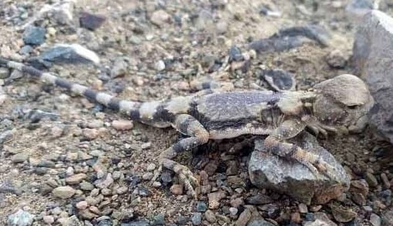 موجود مرموز و عجیب در خاش همه را در شوک فرو برد!