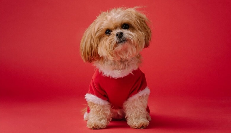 تصاویر/ این سگ جایزه ۱۵۰۰ دلاری زشت‌ترین سگ دنیا را دریافت کرد!