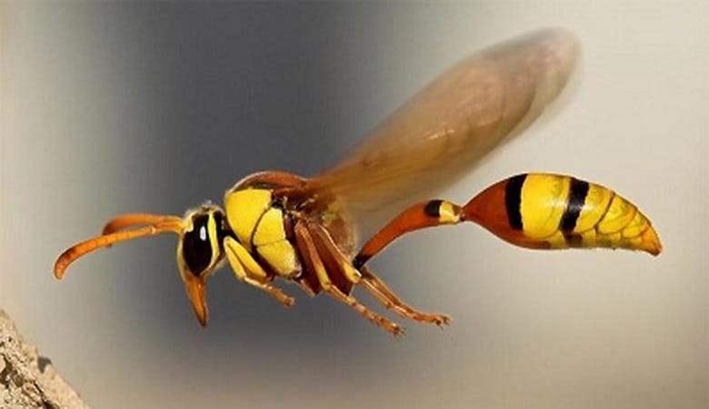 تصاویر باورنکردنی از نحوه شکار حیرت‌انگیز زنبورعسل توسط زنبور وحشی
