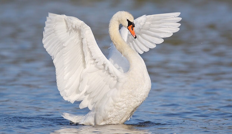 ویدئو/ فکر میکردید قو بتواند تا این حد خشن باشد؟