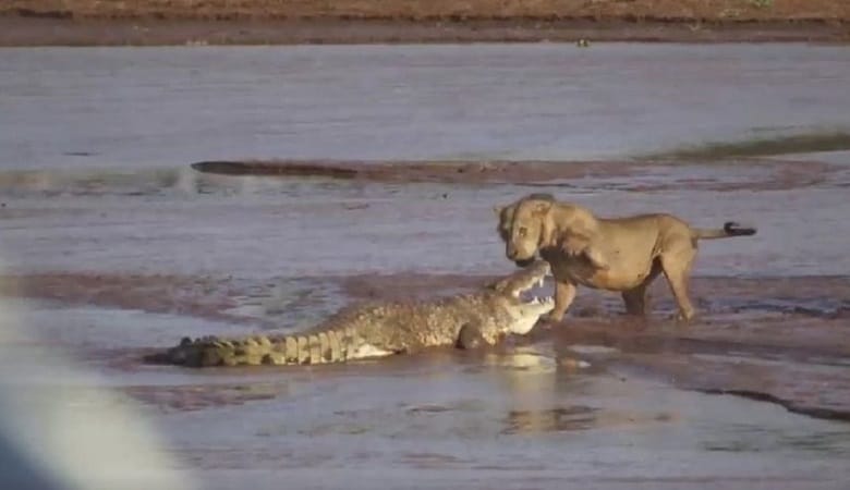 ویدئو/ شیر بیحواس و عبور ترسناک از رودخانه پر از تمساح!