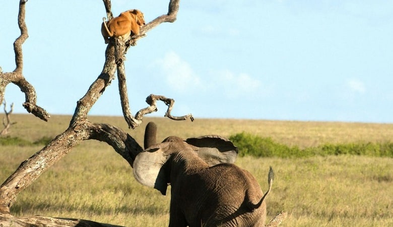 ویدئو/ شیر ترسو رقیب قویتر را دید و فلنگ را بست!