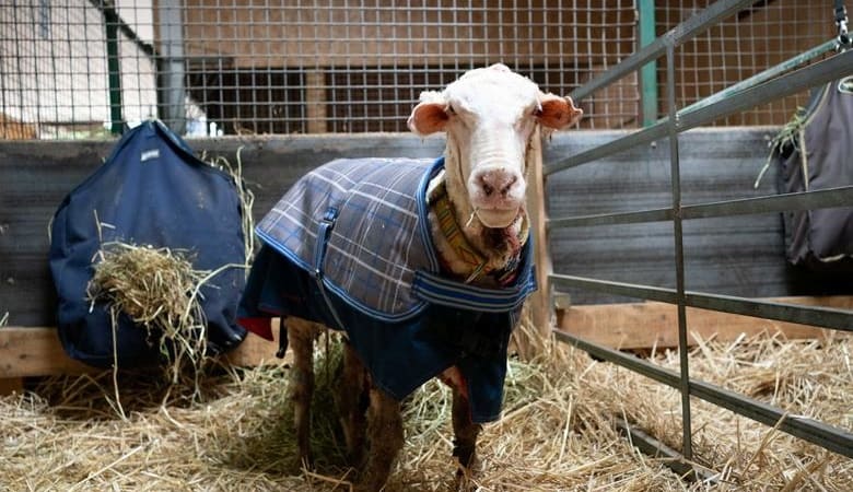 تصاویر/ گوسفند بینوا ۳۵ کیلو پشم داشت و نمیتوانست راه برود!