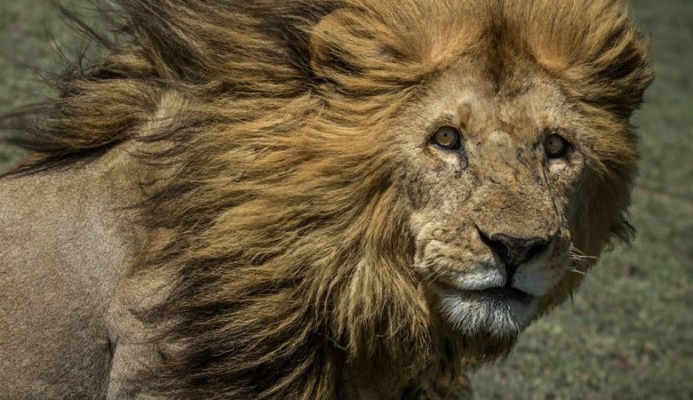 تصاویر/ خطرناکترین گونه شیر که عاشق گوشت انسان است!