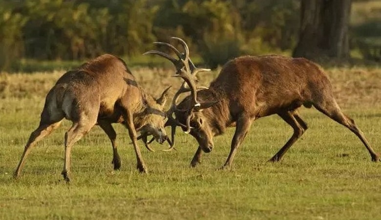 ویدئو/ شلیک به گوزن برای تمام کردن دعوا!