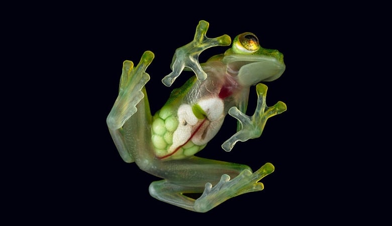 ویدئو/ ۵ حیوان عجیب که شما را شوکه میکند!