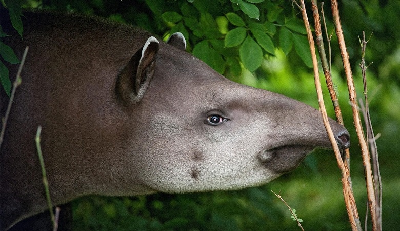 ویدئو/ این موجود لوسترین حیوان جهان است!