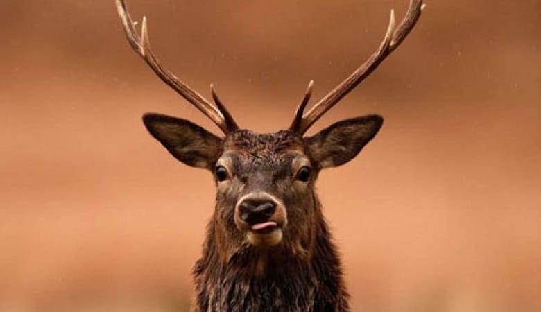 ویدئو/ وقتی گوزن از شکارچی بی‌رحم انتقام می‌گیرد!