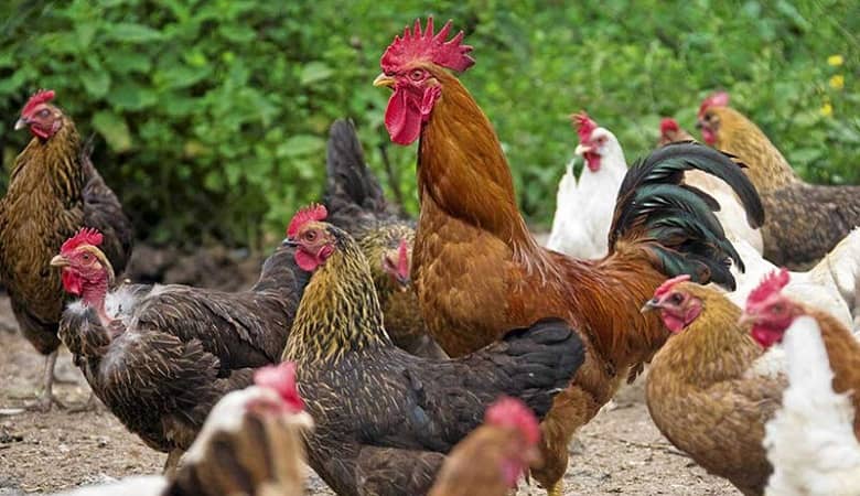 کد مورس همستر کمبات امروز 28 مرداد 1403 یکشنبه