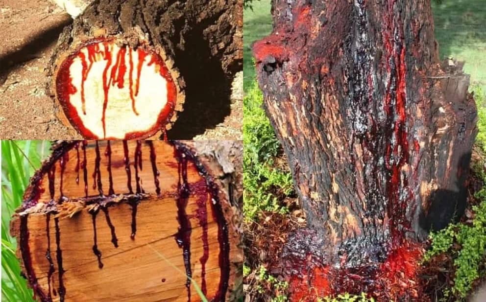 شگفت آور؛ راز درختی که خون گریه میکند کشف شد!