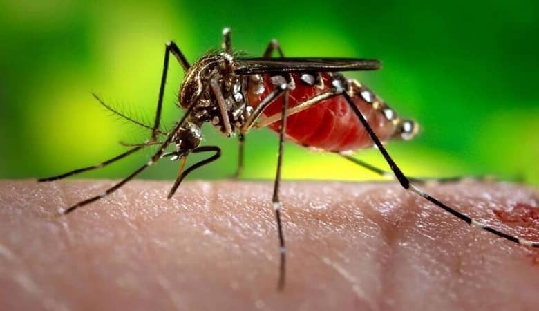 خبر نگران کننده؛ ورود یک پشه خطرناک به کشور!
