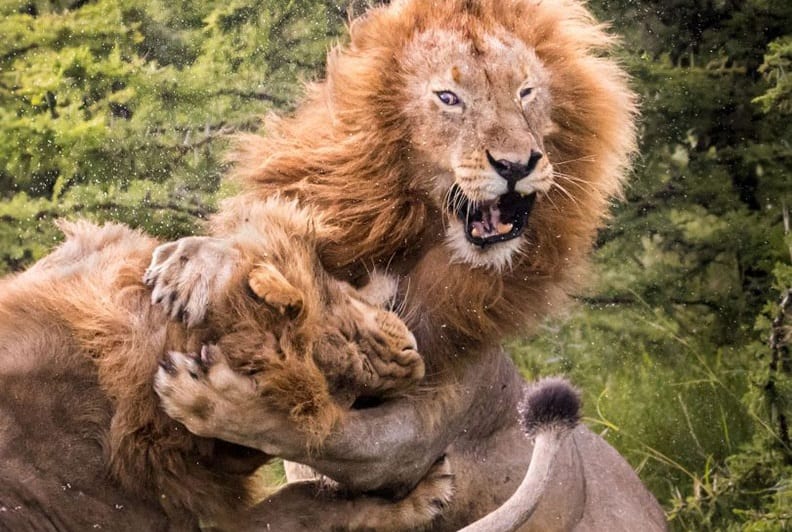 ویدئو/ نبرد سهمگین سه شیر نر با یکدیگر!