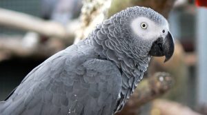 طوطیهای بد دهن؛ محبوبترین حیوانات باغ وحش بریتانیا!