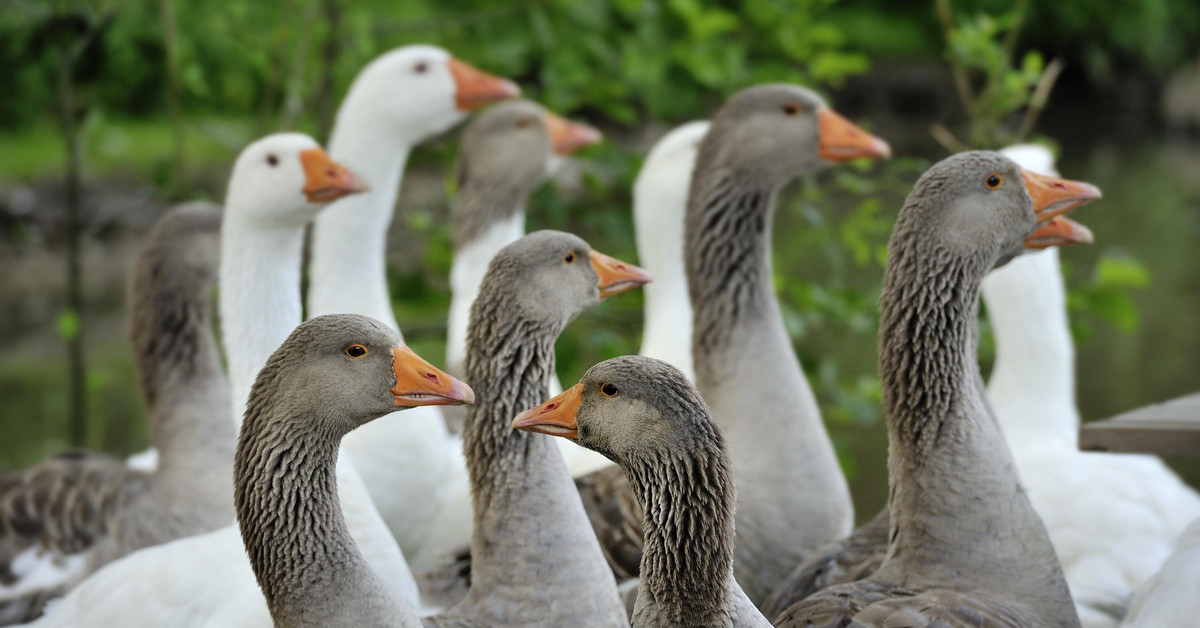 غازهایی که در برزیل نگهبان زندان هستند!